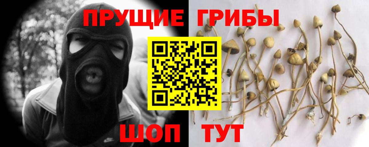 Псилоцибиновые грибы Psilocybine cubensis  Вход с VPN  Черногорск  Псилоцибиновые грибы прущие грибы 